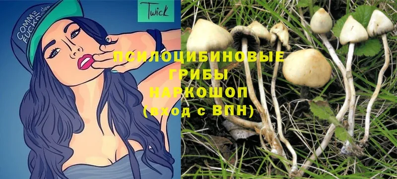 Галлюциногенные грибы Psilocybe Абинск